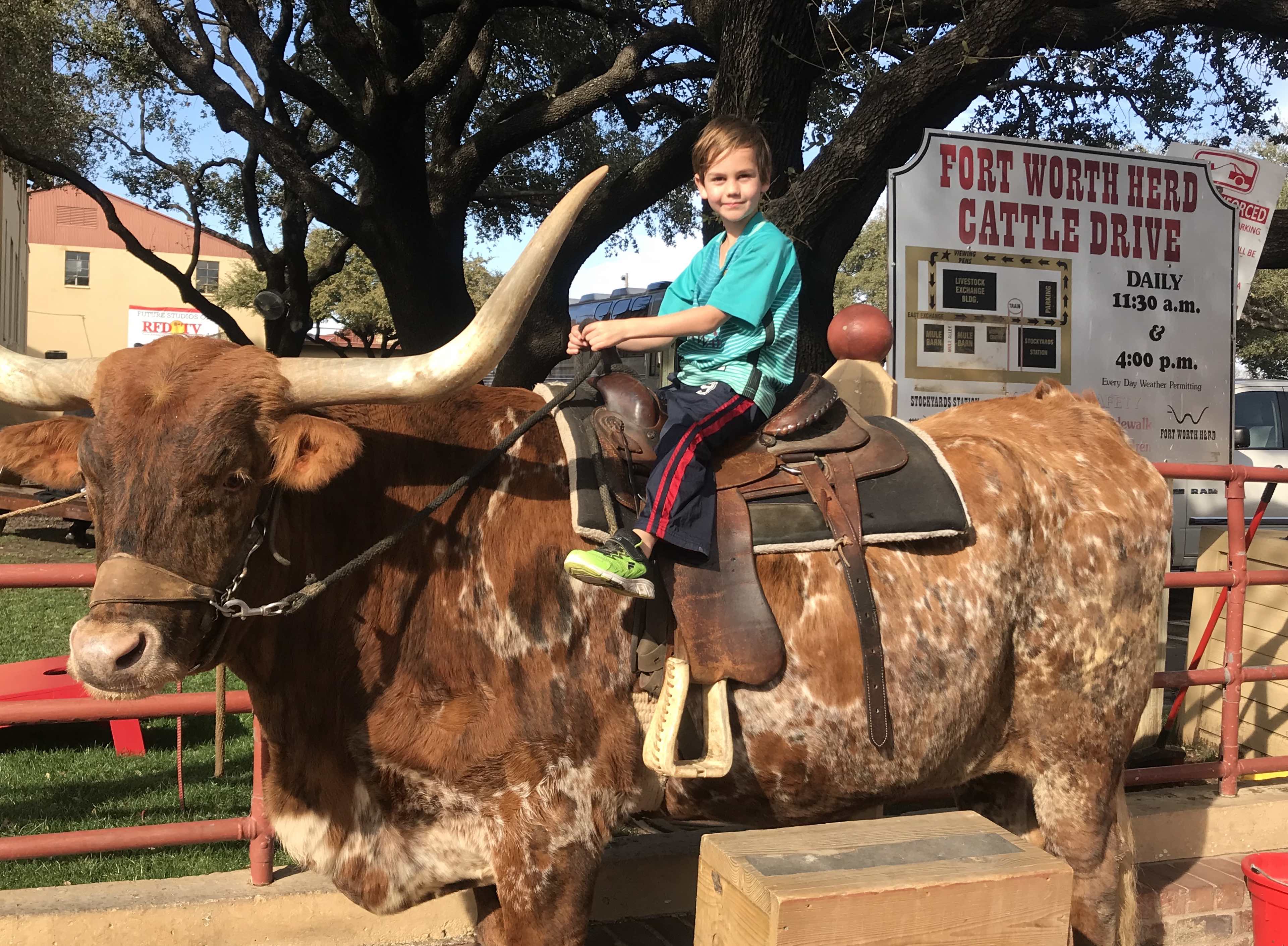 Longhorn ride in Dallas