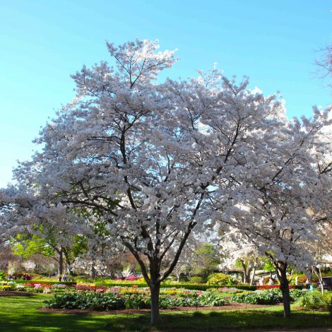 cherry blossoms at Arboretum